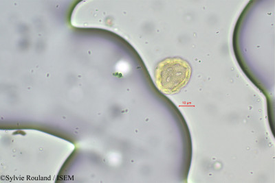 Pupalia atropurpurea - lame n° 97