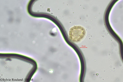 Pupalia atropurpurea - lame n° 97