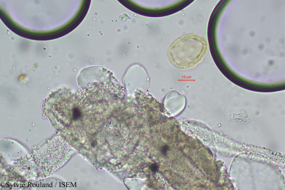 Pupalia atropurpurea - lame n° 97