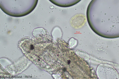 Pupalia atropurpurea - lame n° 97