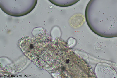 Pupalia atropurpurea - lame n° 97