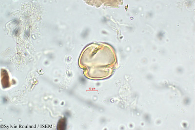 Sylvie.Rouland/Pycnospora_hedysaroides_5812/Pycnospora_hedysaroides_5812_0001(copy)_thumb.jpg