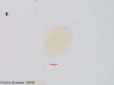 Sylvie.Rouland/Pycnostachys_coerulea_3099/Pycnostachys_coerulea_3099_0001(copy)_thumb.jpg
