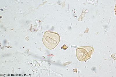 Sylvie.Rouland/Pycreus_globosus_5102/Pycreus_globosus_5102_0001(copy)_thumb.jpg