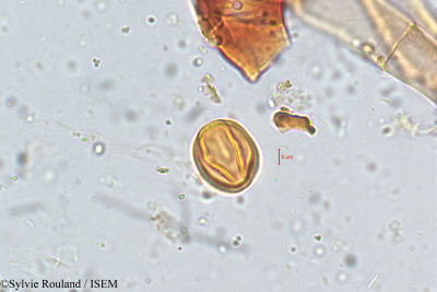 Sylvie.Rouland/Pygeum_gardneri_5093/Pygeum_gardneri_5093_0001(copy)_thumb.jpg