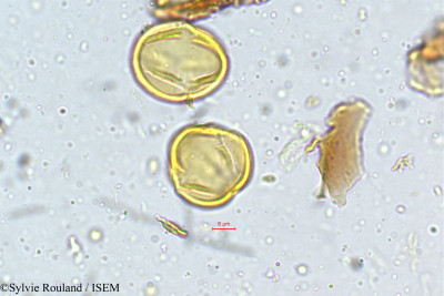 Sylvie.Rouland/Pygeum_wightianum_4976/Pygeum_wightianum_4976_0001(copy)_thumb.jpg