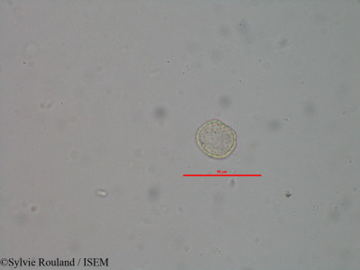 Sylvie.Rouland/Pyrenacantha_fissistigma_19188/Pyrenacantha_fissistigma_19188_0001(copy)_thumb.jpg