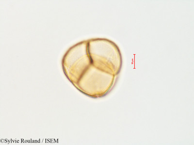 Pyrola aphylla - lame n° 4485