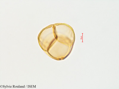 Pyrola aphylla - lame n° 4485