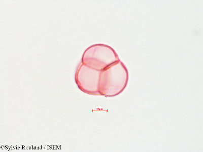 Sylvie.Rouland/Pyrola_virens_4484/Pyrola_virens_4484_0001(copy)_thumb.jpg
