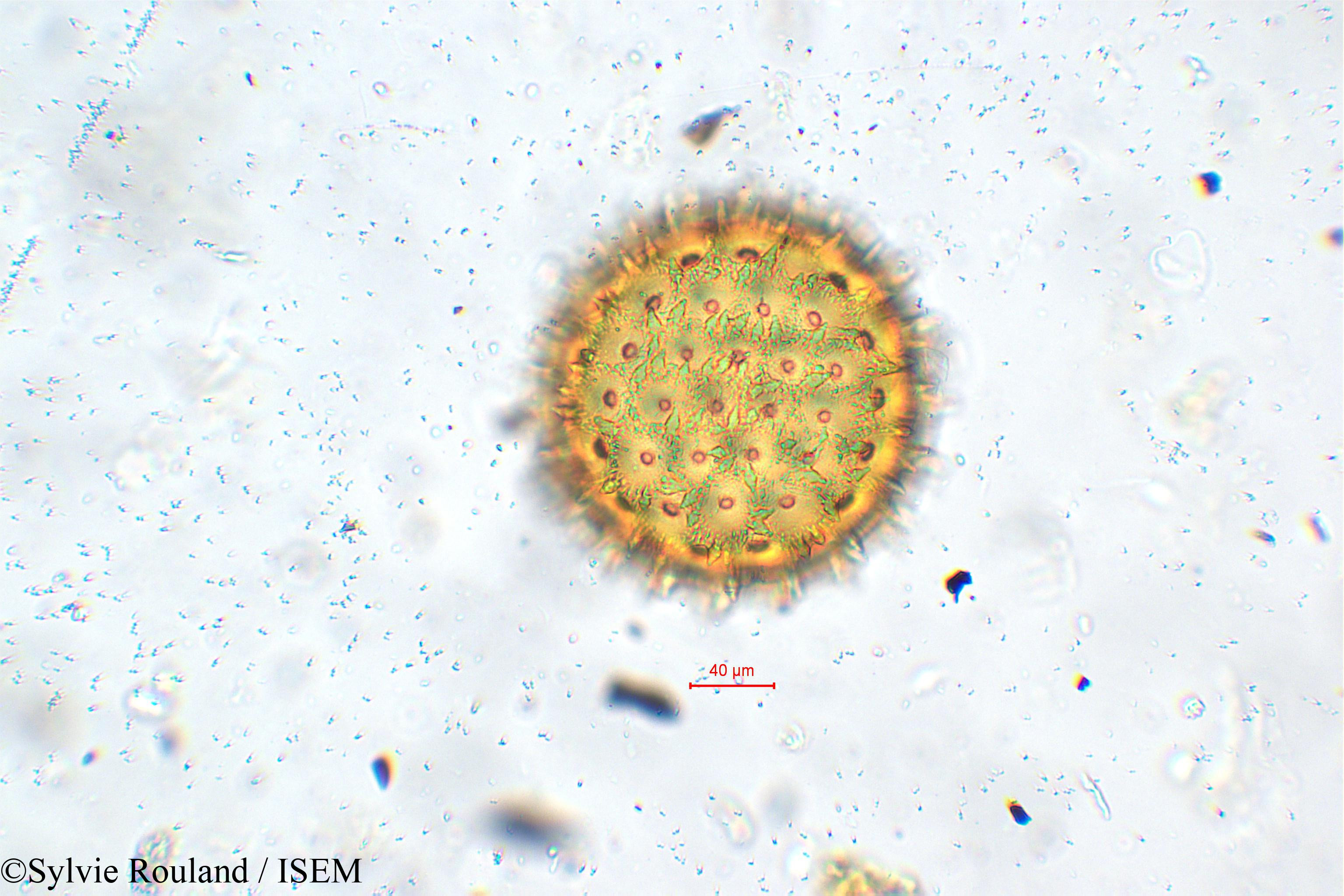 Sylvie.Rouland/Quamoclit_phoenicea_5639/Quamoclit_phoenicea_5639_0002(copy).jpg