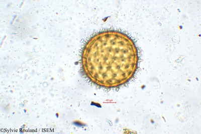 Quamoclit phoenicea - lame n° 5639