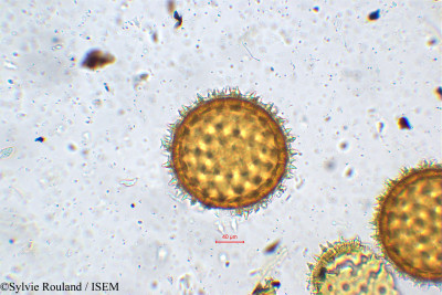 Quamoclit phoenicea - lame n° 5639