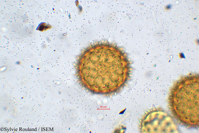 Quamoclit phoenicea - lame n° 5639