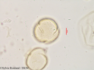 Sylvie.Rouland/Quercus_aegilops_3537/Quercus_aegilops_3537_0001(copy)_thumb.jpg