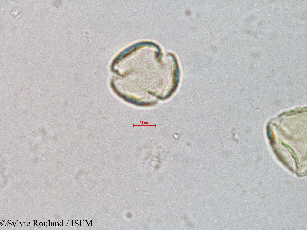 Sylvie.Rouland/Quercus_borealis_4066/Quercus_borealis_4066_0002(copy).jpg