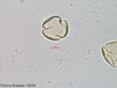 Quercus borealis - lame n° 4066