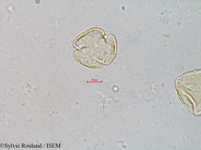 Quercus borealis - lame n° 4066