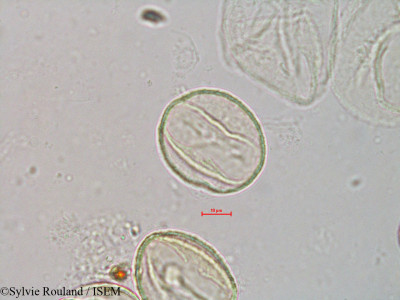 Quercus borealis - lame n° 4066