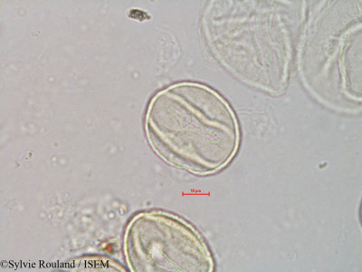 Quercus borealis - lame n° 4066