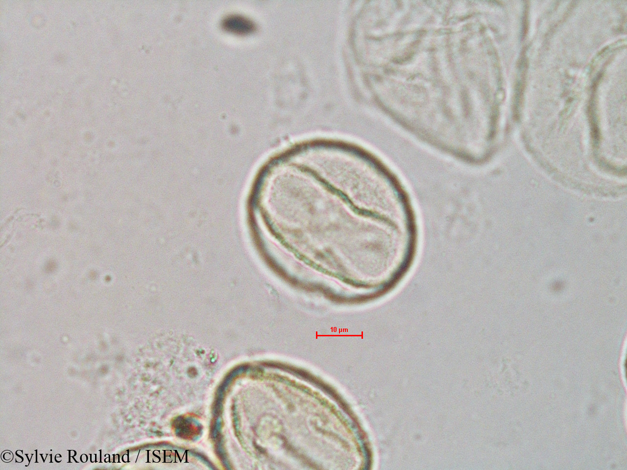Sylvie.Rouland/Quercus_borealis_4066/Quercus_borealis_4066_0006(copy).jpg