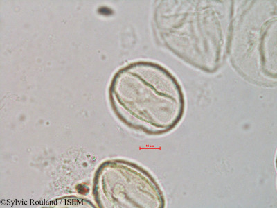 Quercus borealis - lame n° 4066