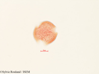 Quercus dumosa - lame n° 4451