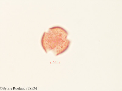 Quercus dumosa - lame n° 4451