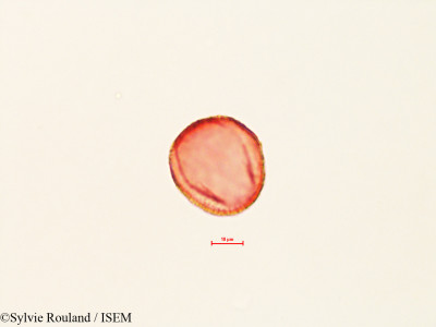 Quercus dumosa - lame n° 4451