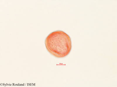 Quercus dumosa - lame n° 4451
