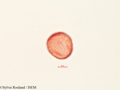 Quercus dumosa - lame n° 4451