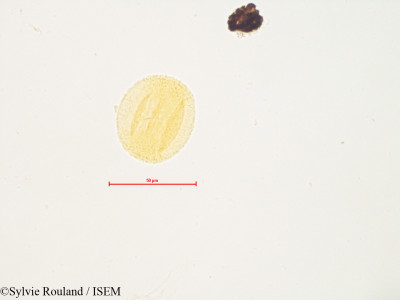 Sylvie.Rouland/Quercus_engelmannii_4859/Quercus_engelmannii_4859_0001(copy)_thumb.jpg
