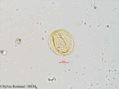 Sylvie.Rouland/Quercus_faginea_4075/Quercus_faginea_4075_0001(copy)_thumb.jpg