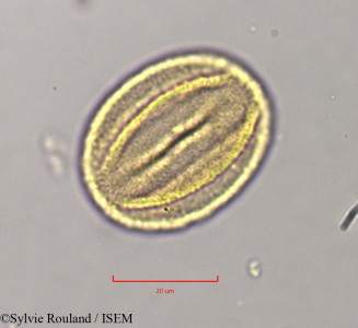 Quercus ilex - lame n° 11374