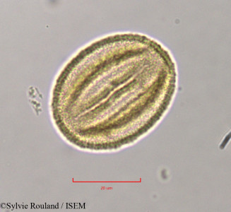 Quercus ilex - lame n° 11374