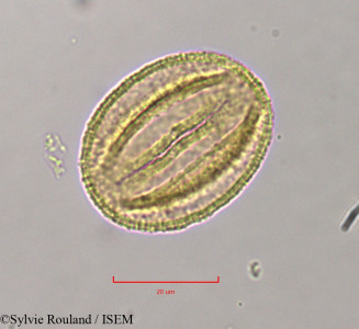 Quercus ilex - lame n° 11374