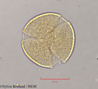 Quercus ilex - lame n° 11374