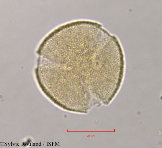 Quercus ilex - lame n° 11374