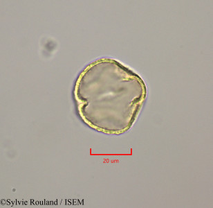 Sylvie.Rouland/Quercus_infectoria_47307/Quercus_infectoria_47307_0001(copy)_thumb.jpg