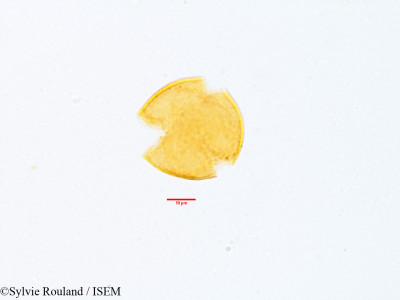 Sylvie.Rouland/Quercus_ithaburensis_3583/Quercus_ithaburensis_3583_0001(copy)_thumb.jpg