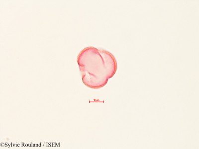 Sylvie.Rouland/Quercus_kelloggii_4452/Quercus_kelloggii_4452_0001(copy)_thumb.jpg