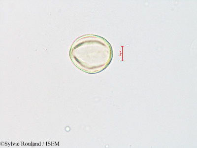 Sylvie.Rouland/Quercus_macedonica_4004/Quercus_macedonica_4004_0001(copy)_thumb.jpg