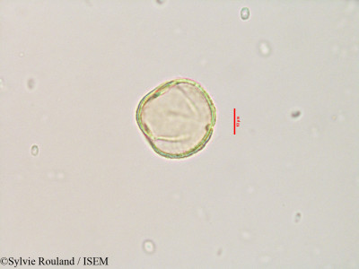 Sylvie.Rouland/Quercus_mirbeckii_3539/Quercus_mirbeckii_3539_0001(copy)_thumb.jpg