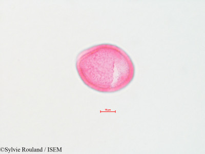 Sylvie.Rouland/Quercus_stellata_4412/Quercus_stellata_4412_0001(copy)_thumb.jpg