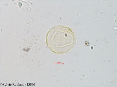 Sylvie.Rouland/Quercus_tlemcenensis_4077/Quercus_tlemcenensis_4077_0001(copy)_thumb.jpg