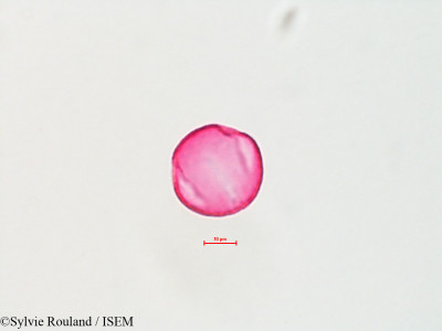 Sylvie.Rouland/Quercus_velutina_4413/Quercus_velutina_4413_0001(copy)_thumb.jpg