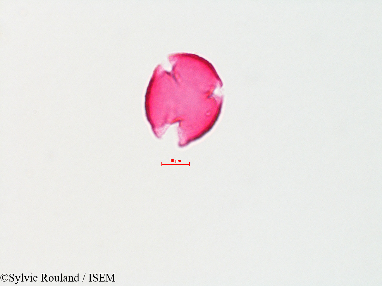 Sylvie.Rouland/Quercus_velutina_4413/Quercus_velutina_4413_0004(copy).jpg