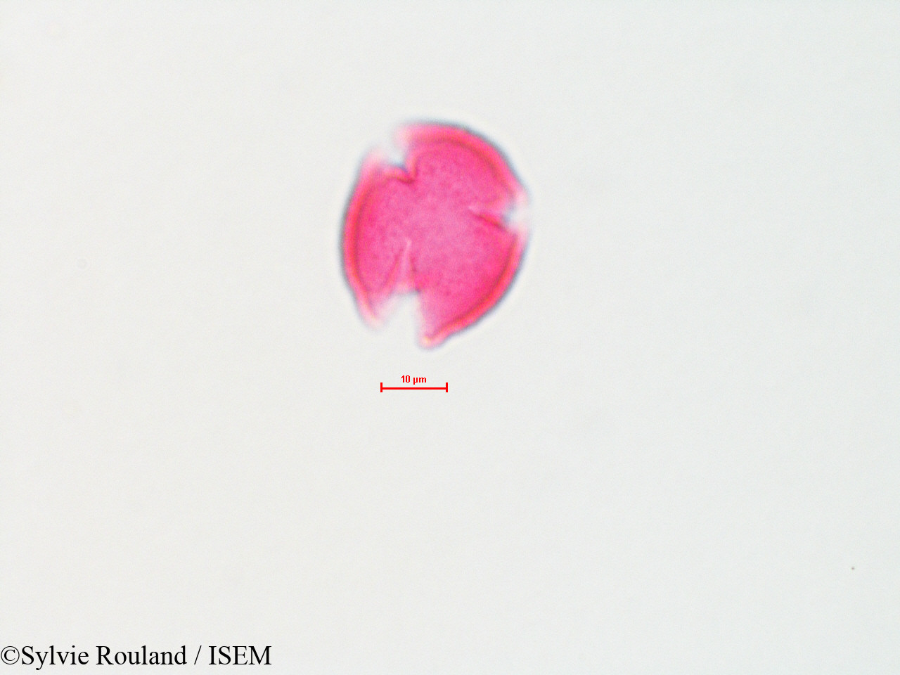 Sylvie.Rouland/Quercus_velutina_4413/Quercus_velutina_4413_0005(copy).jpg