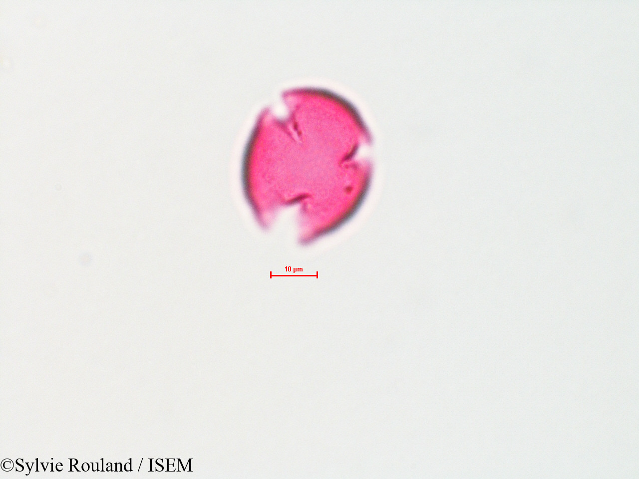 Sylvie.Rouland/Quercus_velutina_4413/Quercus_velutina_4413_0006(copy).jpg