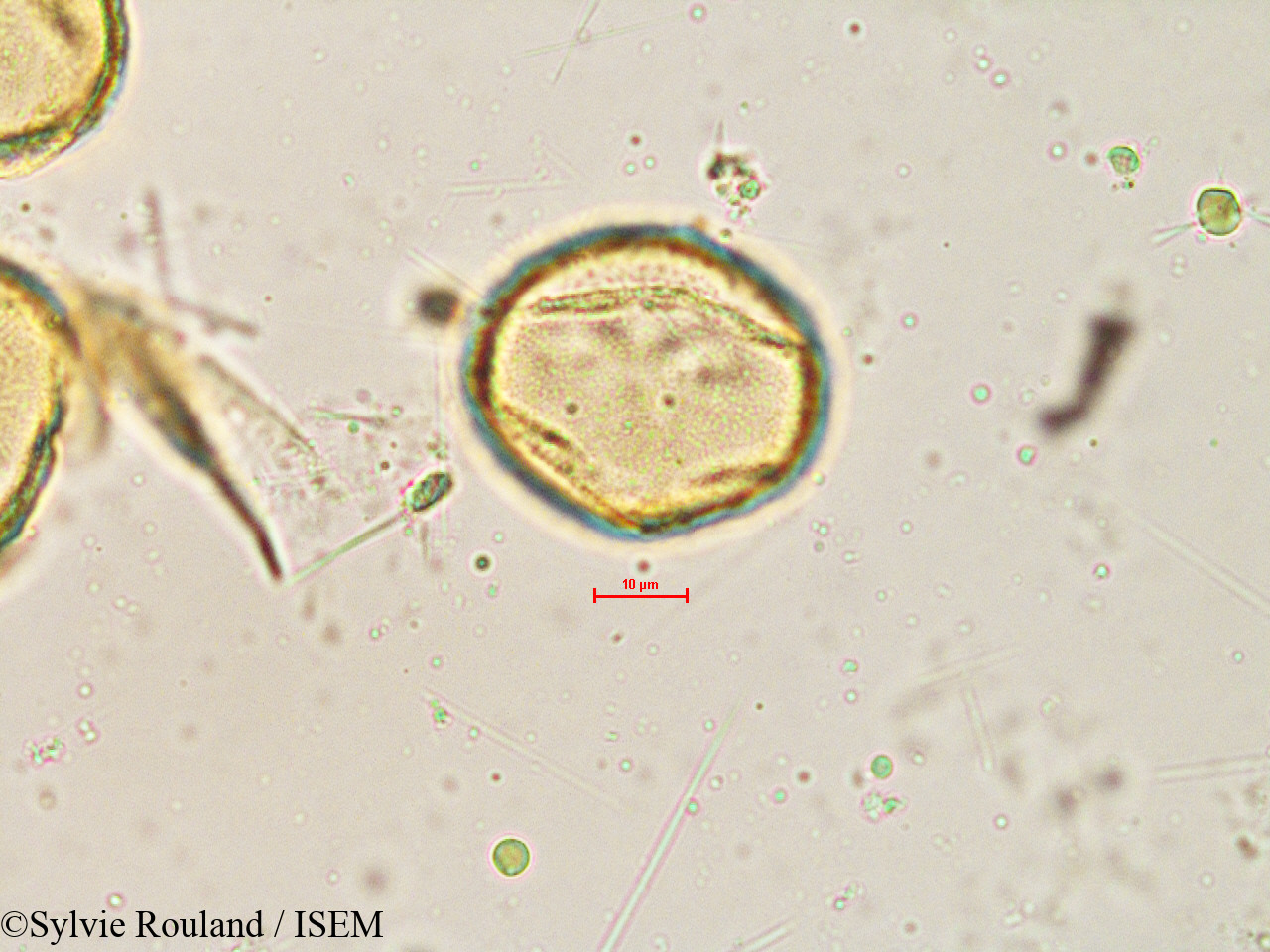 Sylvie.Rouland/Quercus_velutina_4840/Quercus_velutina_4840_0002(copy).jpg